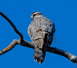 Northern Goshawk
