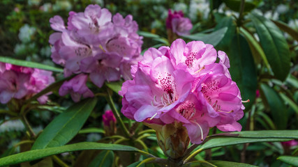 rhododendron
