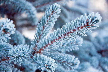 Blue spruce needles covered with frost in frosty weather. Forest walk.