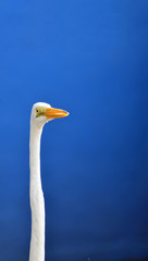 Funny closeup of great white egret neck and head left of copy space, long straight neck, bright yellow eye mask, and partly open glowing orange beak against solid blue background.
