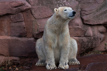 Sitzender Eisbär