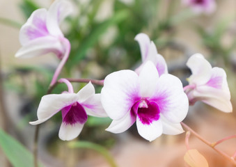 White and purple orchids flower blooming garden in winter or spring postcard beauty and agriculture idea concept design. Vanda Orchid,blur background