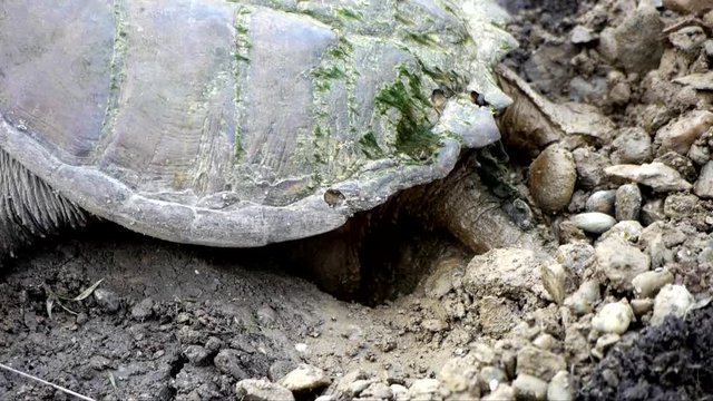 snapping turtle laying eggs