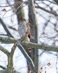 Hawk