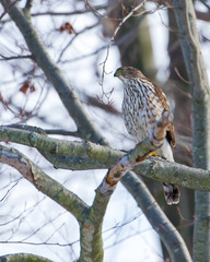 Hawk
