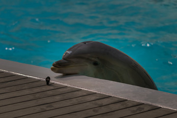 Delfin am Beckenrand © Dennis