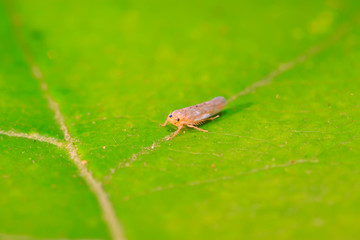 leafhopper on plant