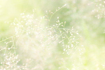 blurred grass nature, soft grass flowers fresh for background, small grass meadow blur in sun light morning day, natural flower of grass soft bright wallpaper blur image