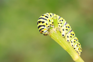 Papilio machaon on green plant