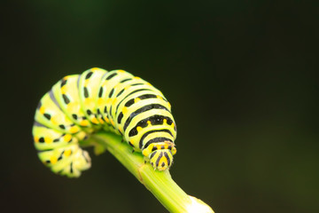 Papilio machaon on green plant