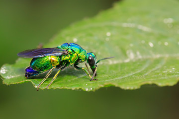 Chrysis shanghaiensis on green leaves