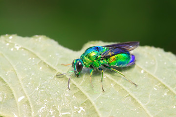 Chrysis shanghaiensis on green leaves