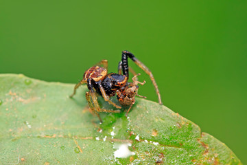 crab spiders catch and feed on weevil