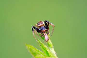 crab spiders catch and feed on weevil