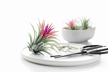 Tillandsia air plant on a white background, creative minimal gardening concept