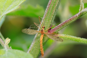 Nephrotoma appendiculata insects on green leaf