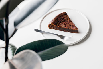 Soft chocolate cake with rubber plant at the cafe, ficus elastica plant with minimal style