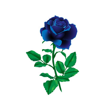 Single Blue Rose With Stem Images – Browse 3,354 Stock Photos, Vectors, and  Video | Adobe Stock
