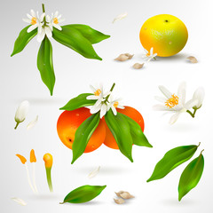 Set of elements of structure of mandarin or tangerine citrus plant. Flower, petals, fruit, leaves, branch, stamens, pistil and bones on white background. Realistic Vector Illustration