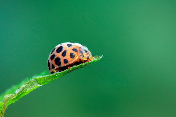 Epilachna vigintioctopunctata on plant