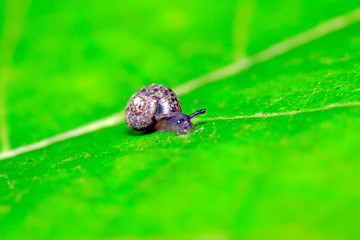 snail