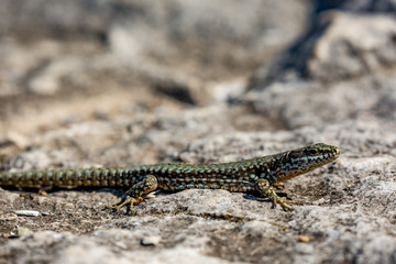 Closeup with selective focus on the green and brown body of a small lizard taking sun warmth in a sunny autumn day on a rock in Bulgaria