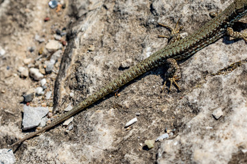 Closeup with selective focus on the green and brown body of a small lizard taking sun warmth in a sunny autumn day on a rock in Bulgaria