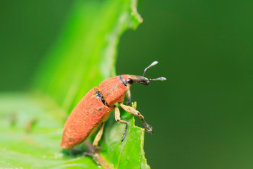 Lixus amurensis Faust on plant