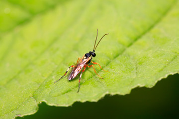Fototapeta premium ichneumon on plant