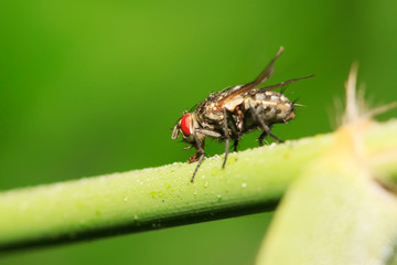 Tachinidae on plant