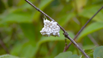Insect Pupa 