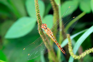 Dragonfly