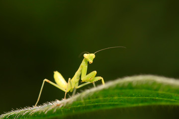 Mantis larvae on plant