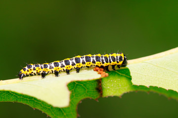 Cucullia fraterna on green leaf