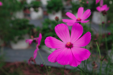 Fototapeta premium pink cosmos flowers in the garden