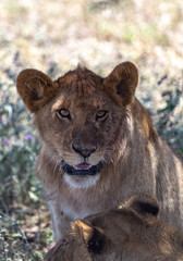 portrait of a lion under a tree with another lion below