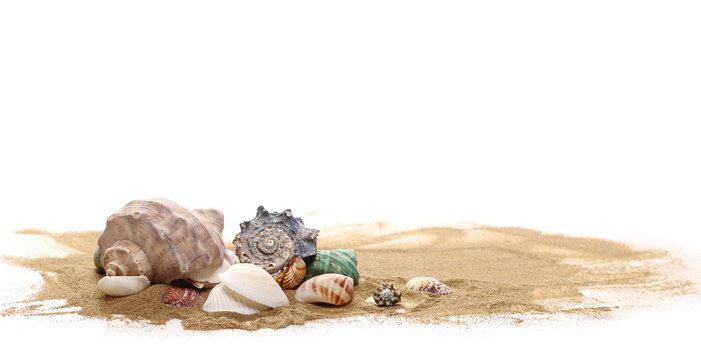 Sea shell in sand pile isolated on white background