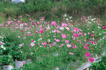 pink cosmos flowers in the garden