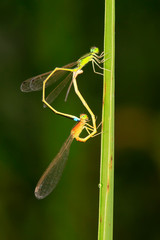 Dragonfly on plant