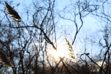 tree in the sky