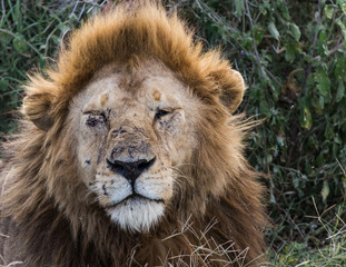 close up portrait of a lion with injuries