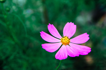 cosmos flower