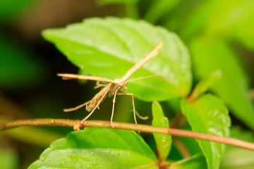 sweet potato plume moth