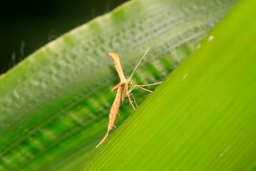 sweet potato plume moth