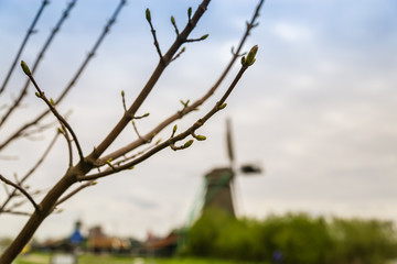 tree in spring with blurred windmill in the distance