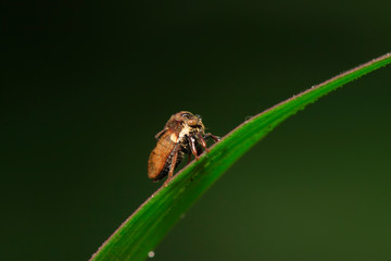 Membracidae insects