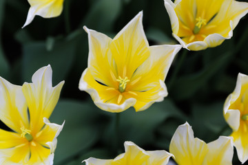yellow daffodil style tulip in the garden