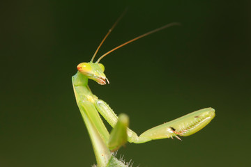 Mantis larvae on plant