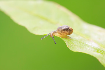 snail