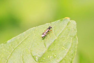 sawfly on plant